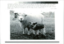 Sheep Animal - Vintage Photograph