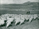 Sheep Animal - Vintage Photograph
