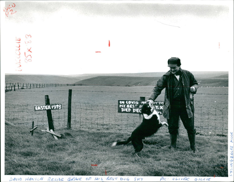 Sheep Animal - Vintage Photograph