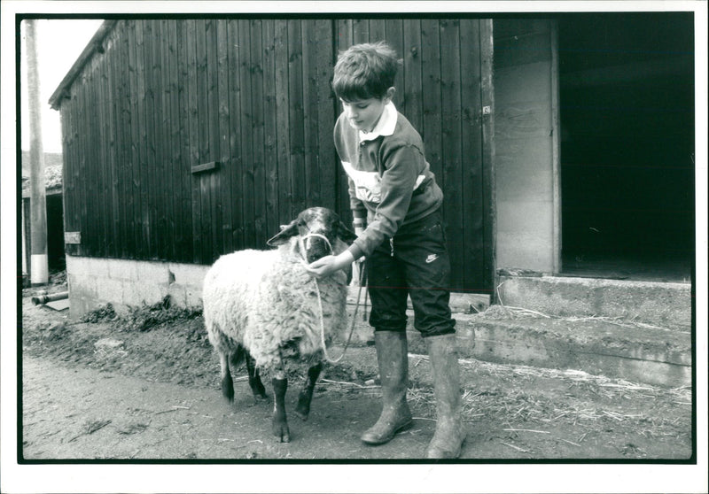 Sheep Animal - Vintage Photograph