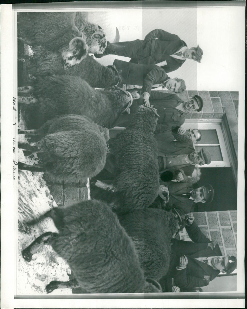 Sheep Animal - Vintage Photograph