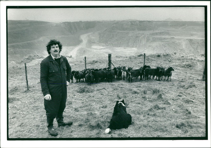 Sheep Animal - Vintage Photograph