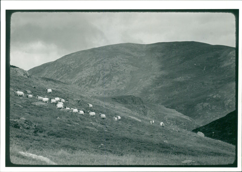 Sheep Animal - Vintage Photograph