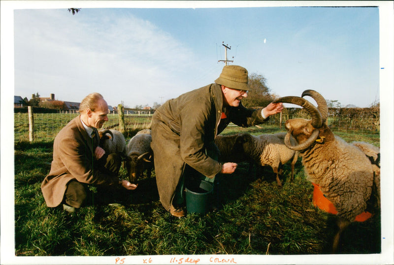 Sheep Animal - Vintage Photograph