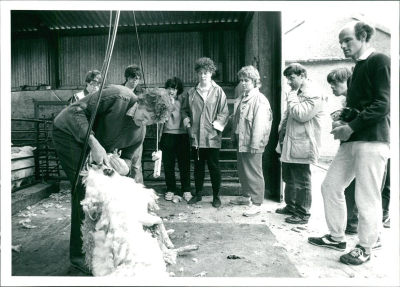 Sheep Animal - Vintage Photograph