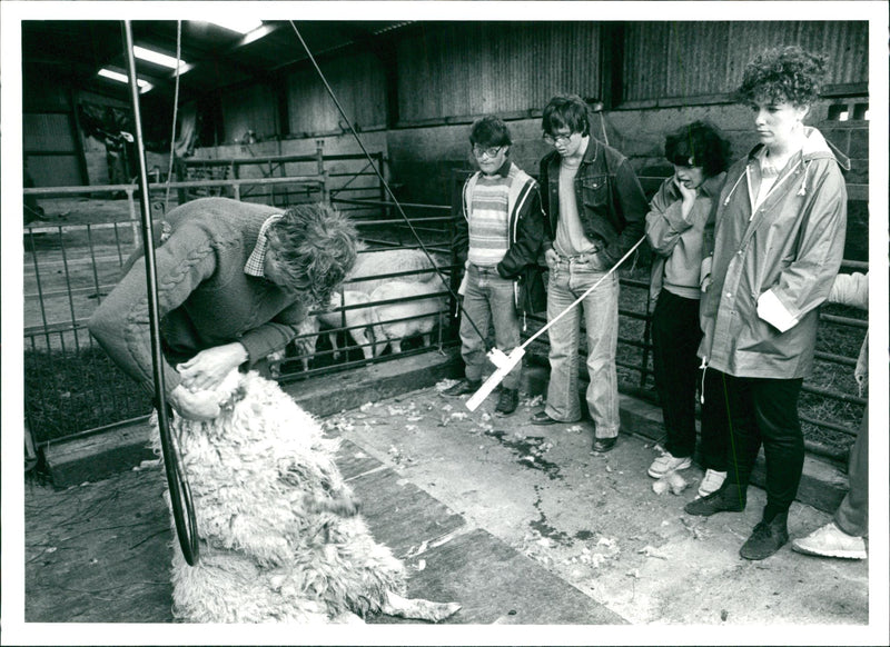 Sheep Animal - Vintage Photograph