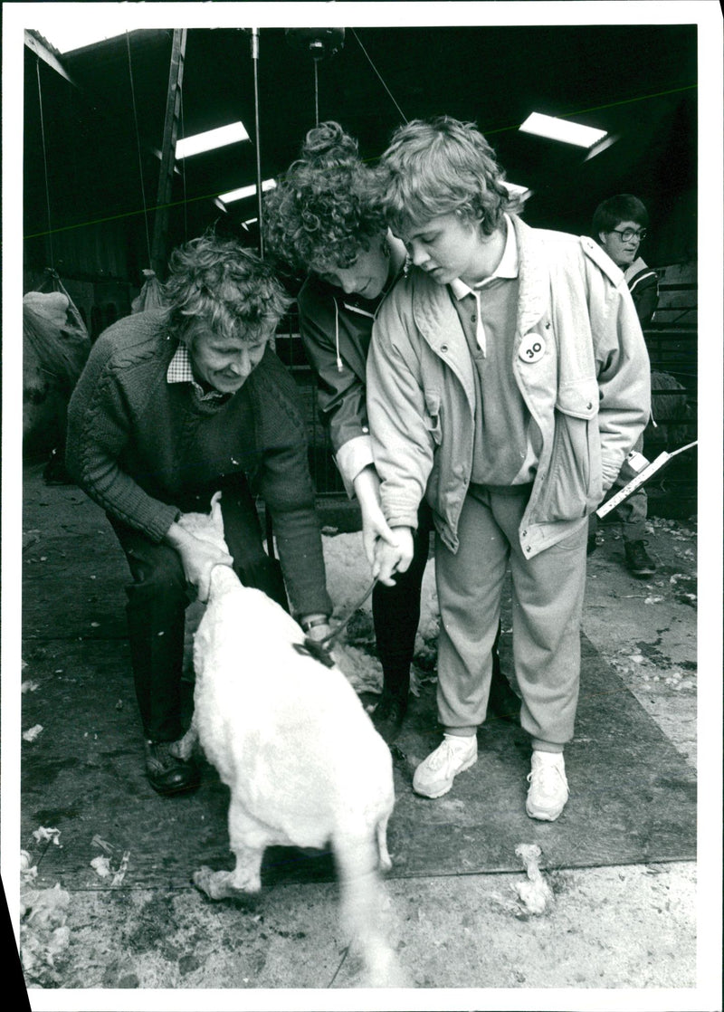 Sheep Animal - Vintage Photograph