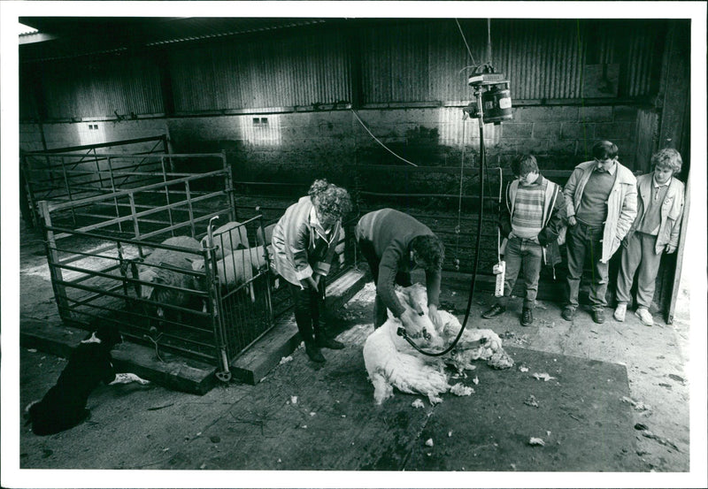 Sheep Animal - Vintage Photograph