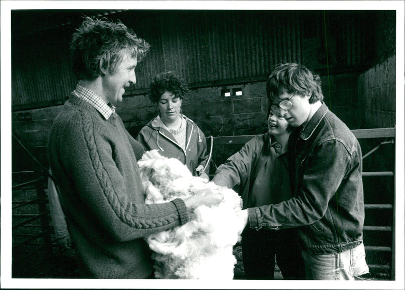 Sheep Animal - Vintage Photograph