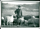 Sheep Animal - Vintage Photograph