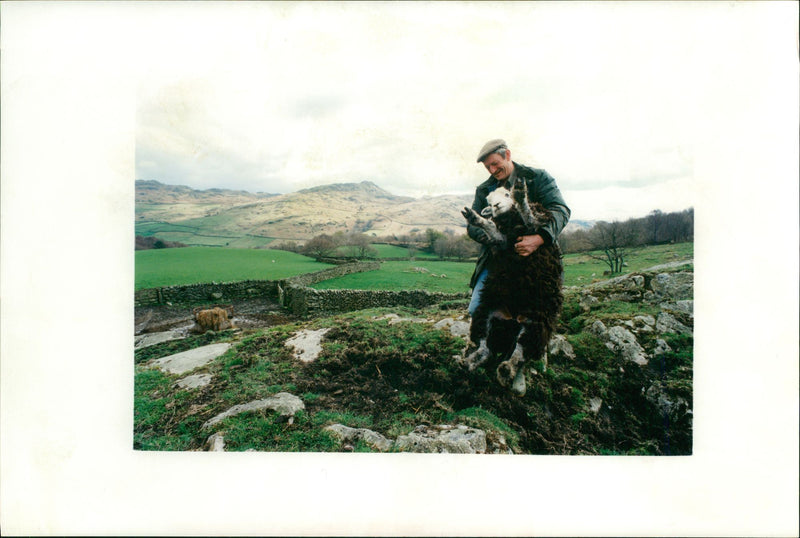 Sheep Animal - Vintage Photograph