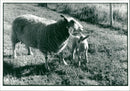 Animal Sheep - Vintage Photograph