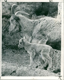 Animal Sheep - Vintage Photograph