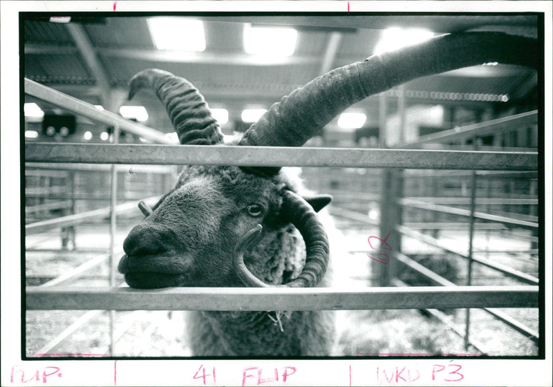 Animal Sheep - Vintage Photograph