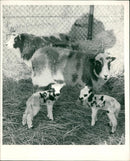Animal Sheep - Vintage Photograph