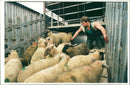 Animal Sheep - Vintage Photograph