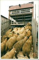 Animal Sheep - Vintage Photograph