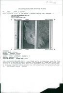 Animal Sheep - Vintage Photograph