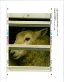 Animal Sheep - Vintage Photograph