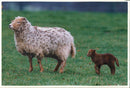 Animal Sheep - Vintage Photograph