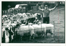 Animal Sheep - Vintage Photograph