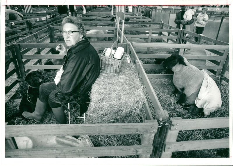 Animal Sheep - Vintage Photograph