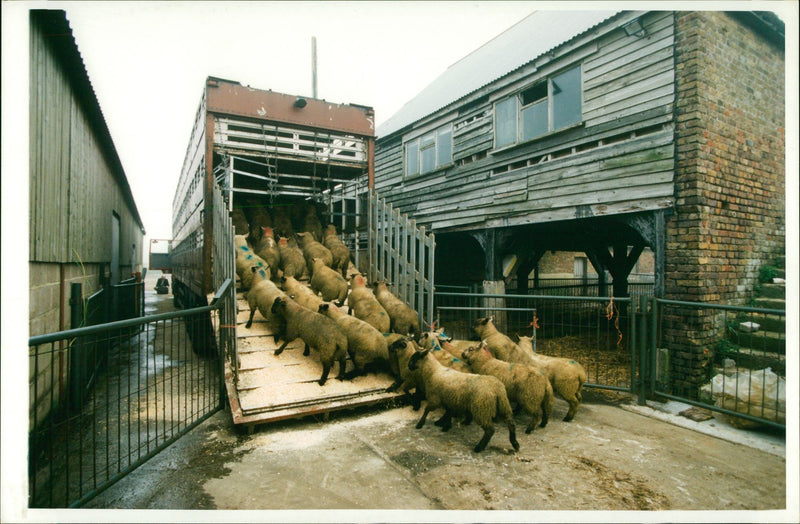 Animal Sheep - Vintage Photograph