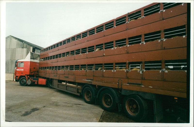 Animal Sheep - Vintage Photograph