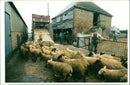 Animal Sheep - Vintage Photograph