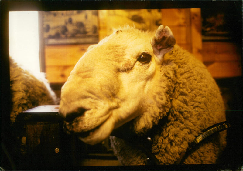 Animal Sheep. - Vintage Photograph