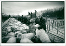 Animal Sheep. - Vintage Photograph