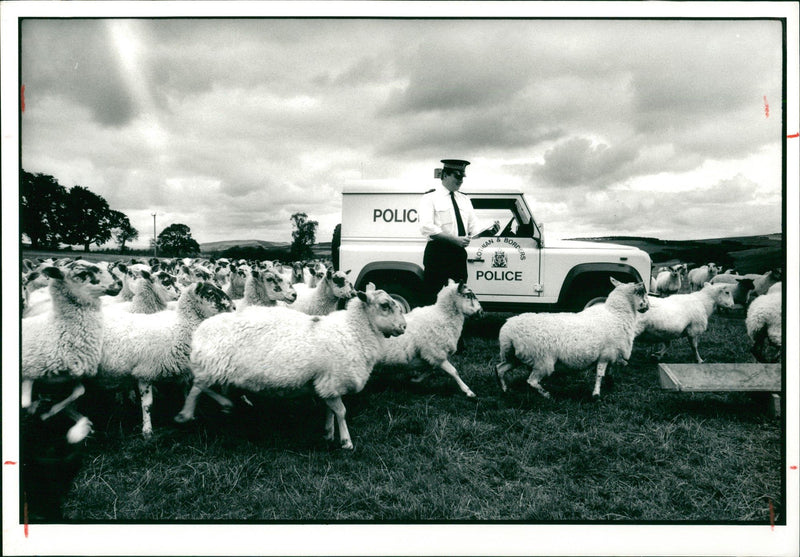 Animal Sheep. - Vintage Photograph