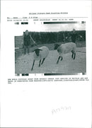 Animal Sheep. - Vintage Photograph