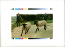Animal Sheep. - Vintage Photograph