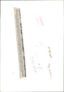 Animal Sheep. - Vintage Photograph