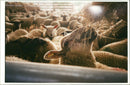 Animal Sheep. - Vintage Photograph