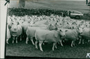 Animal Sheep. - Vintage Photograph