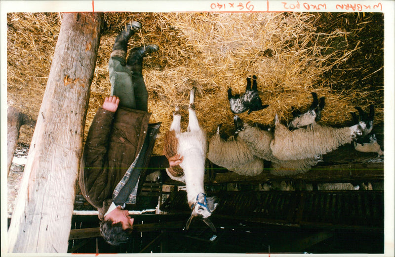 Animal Sheep. - Vintage Photograph