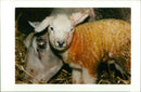 Animal Sheep. - Vintage Photograph