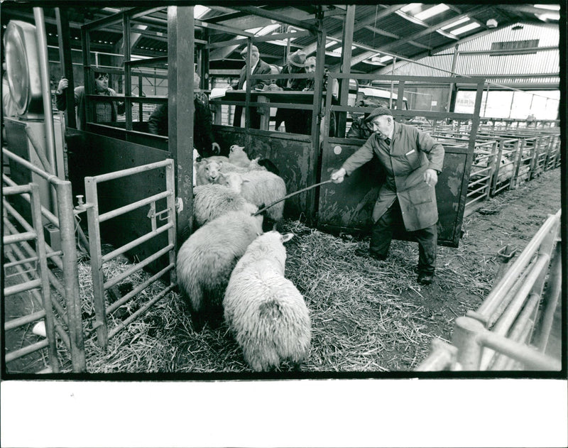 Animal Sheep. - Vintage Photograph