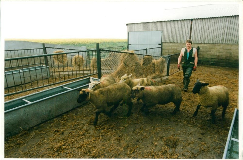 Animal Sheep. - Vintage Photograph