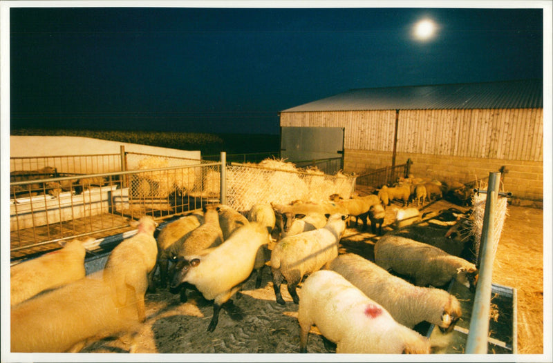 Animal Sheep. - Vintage Photograph