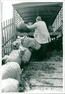 Animal Sheep. - Vintage Photograph