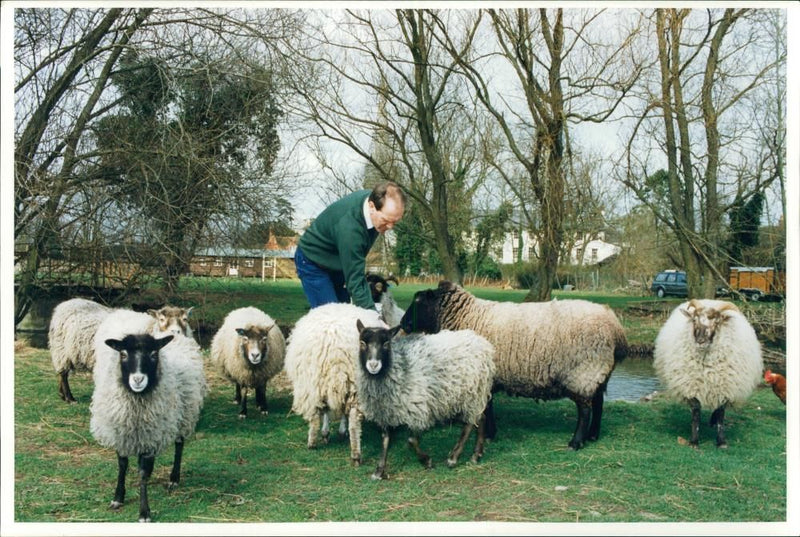 Animal Sheep. - Vintage Photograph