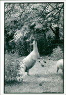 Animal Sheep. - Vintage Photograph