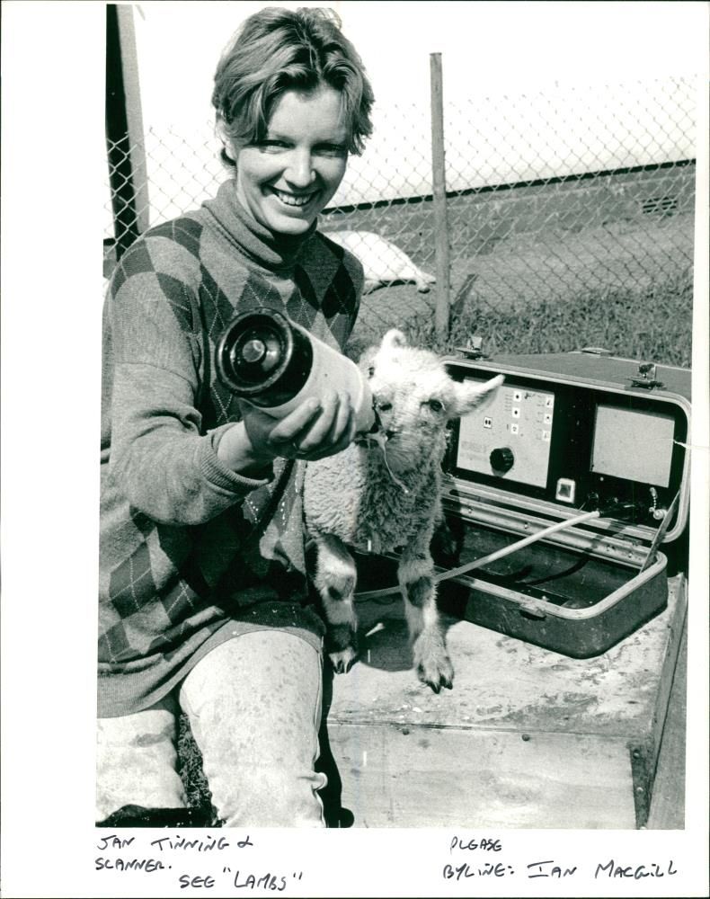 Animal Sheep. - Vintage Photograph