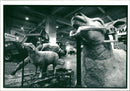 Fresh From Recent Success in Winning The Sheep Exhibit. - Vintage Photograph