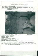 Spain Sheep. - Vintage Photograph