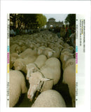 Spain Sheep. - Vintage Photograph