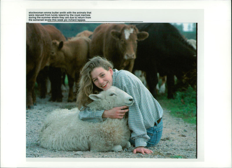 Animal Sheep. - Vintage Photograph